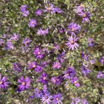 Silky aster